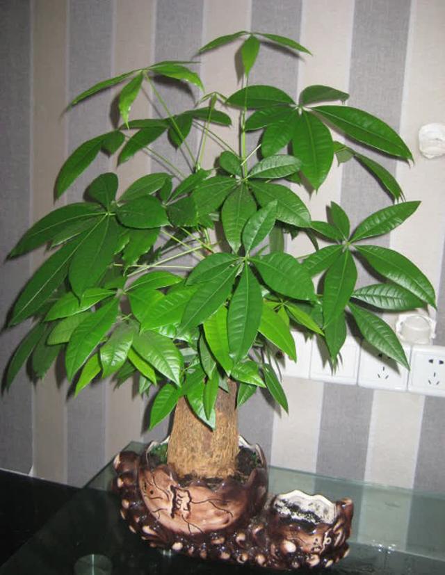 旺宅旺财植物花卉