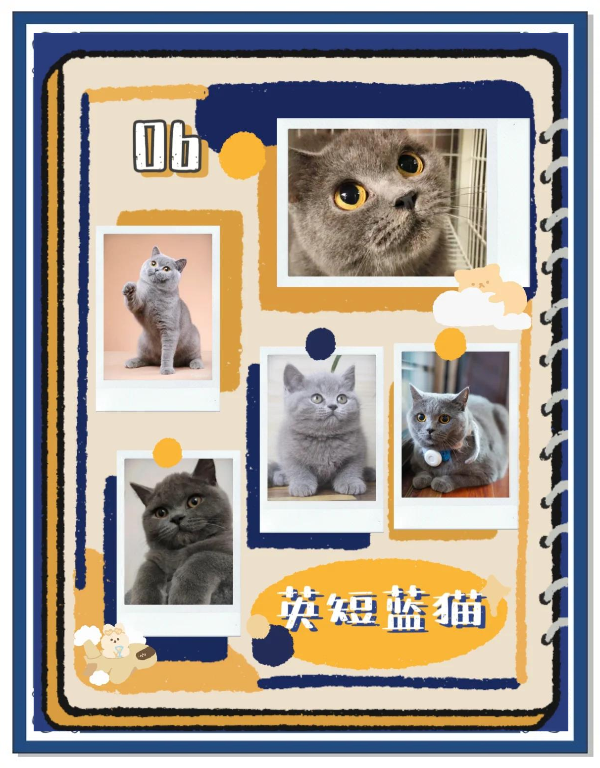 养猫忌讳什么颜色