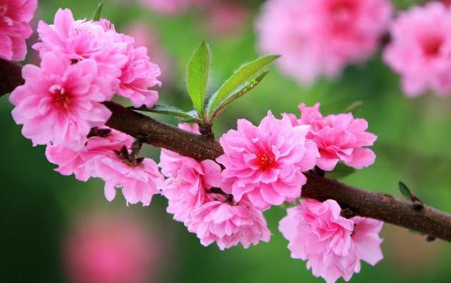 免费测桃花运