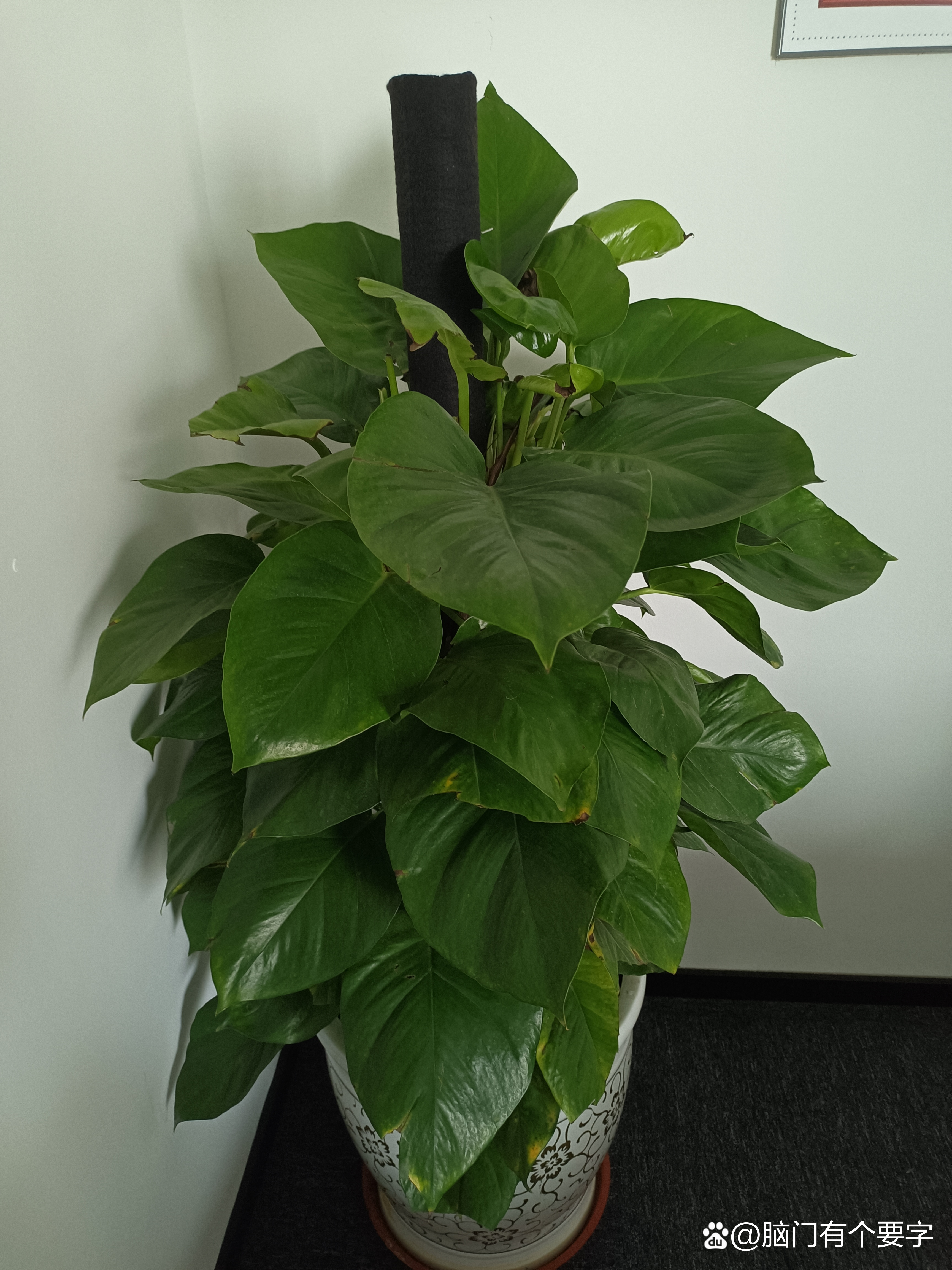 公司植物摆放风水