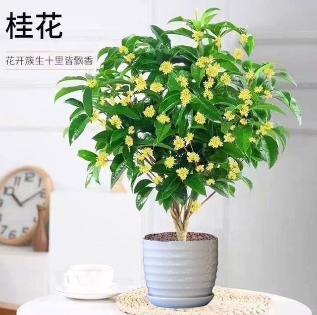 镇宅旺宅花卉