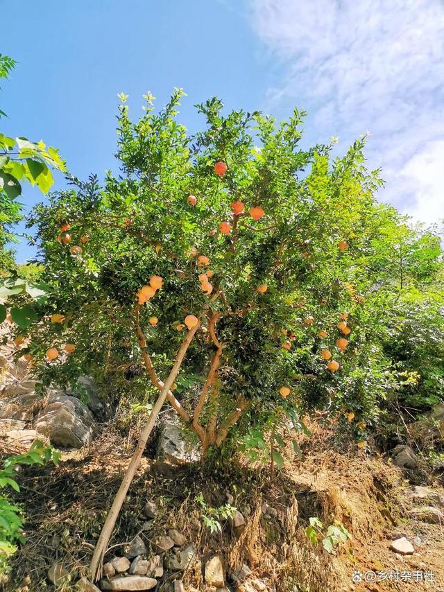 科普展现:石榴树风水宜忌（石榴树吉凶）