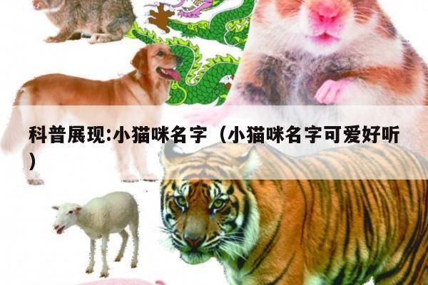 科普展现:小猫咪名字（小猫咪名字可爱好听）